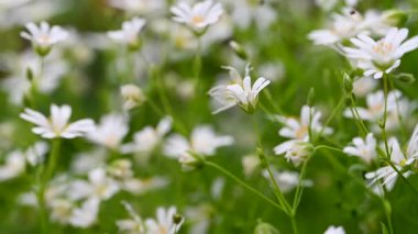 Bahar beyaz civciv çiçeklerinin videosu