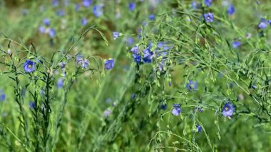 İlkbaharda bir çayırda keten çiçeklerin videosu