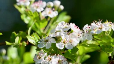 İlkbaharda Hawthorn çiçeklerinin videosu