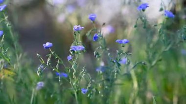 İlkbaharda bir çayırda keten çiçeklerin videosu
