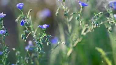 İlkbaharda bir çayırda keten çiçeklerin videosu