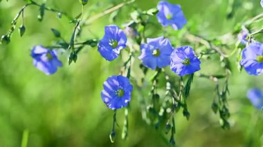 İlkbaharda bir çayırda keten çiçeklerin videosu