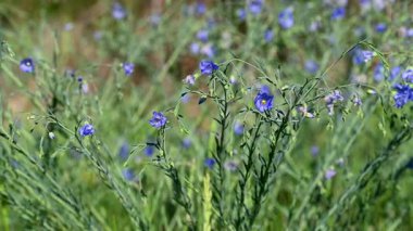 İlkbaharda bir çayırda keten çiçeklerin videosu