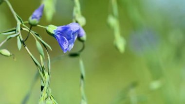 İlkbaharda bir çayırda keten çiçeklerin videosu