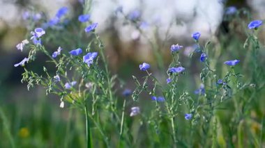 İlkbaharda bir çayırda keten çiçeklerin videosu