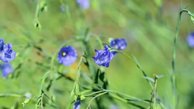 İlkbaharda bir çayırda keten çiçeklerin videosu