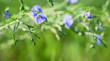 İlkbaharda bir çayırda keten çiçeklerin videosu