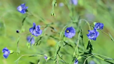İlkbaharda bir çayırda keten çiçeklerin videosu