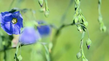 İlkbaharda bir çayırda keten çiçeklerin videosu