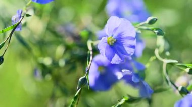 İlkbaharda bir çayırda keten çiçeklerin videosu