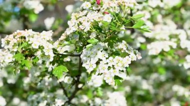 İlkbaharda Hawthorn çiçeklerinin videosu