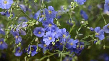 Stüdyoda keten çiçeklerin güzel videosu