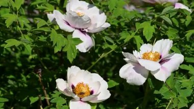 Çiçek tarhında şakayık çiçekleri videosu