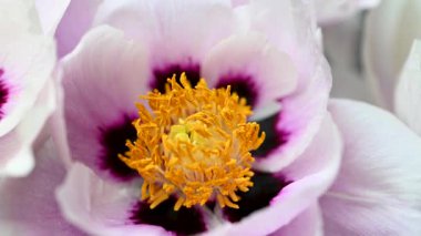 Stüdyoda şakayık çiçekleri videosu