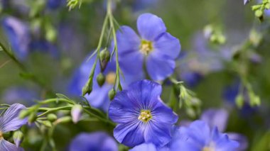 Stüdyoda keten çiçeklerin güzel videosu