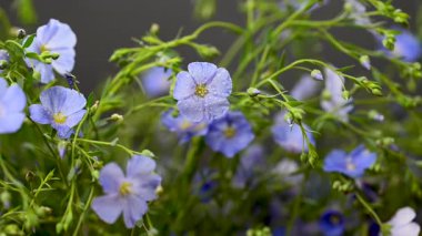 Stüdyoda keten çiçeklerin güzel videosu