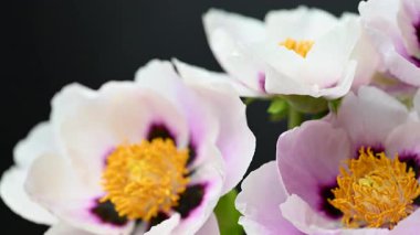 Stüdyoda şakayık çiçekleri videosu