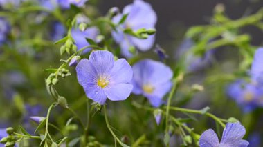 Stüdyoda keten çiçeklerin güzel videosu