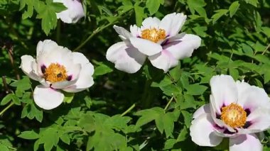 Çiçek tarhında şakayık çiçekleri videosu