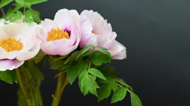 Stüdyoda şakayık çiçekleri videosu