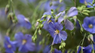 Stüdyoda keten çiçeklerin güzel videosu