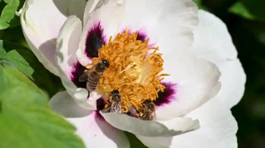 Çiçek tarhında şakayık çiçekleri videosu