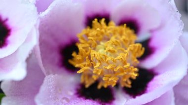 Stüdyoda şakayık çiçekleri videosu