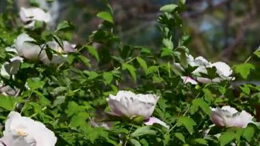 Çiçek tarhında şakayık çiçekleri videosu