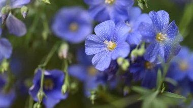 Stüdyoda keten çiçeklerin güzel videosu