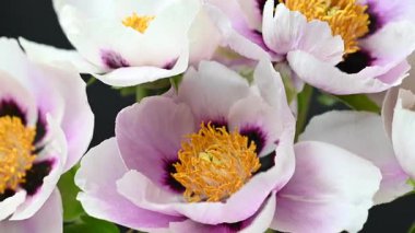 Stüdyoda şakayık çiçekleri videosu