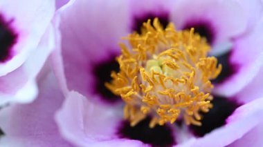 Stüdyoda şakayık çiçekleri videosu