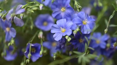 Stüdyoda keten çiçeklerin güzel videosu