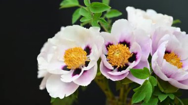 Stüdyoda şakayık çiçekleri videosu