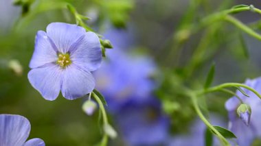 Stüdyoda keten çiçeklerin güzel videosu