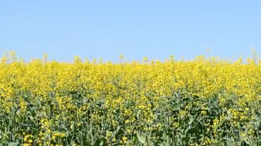 Güneşli bir günde tarlada tecavüzün videosu
