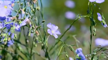 İlkbaharda çayırda keten çiçeklerin videosu