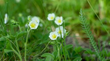 İlkbaharda çayırdaki çilek çiçeklerinin videosu.