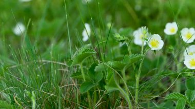 İlkbaharda çayırdaki çilek çiçeklerinin videosu.