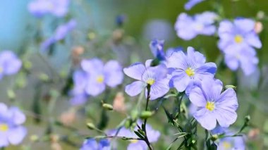 İlkbaharda çayırda keten çiçeklerin videosu