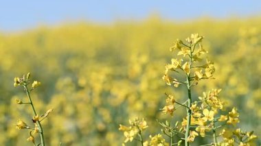 Güneşli bir günde tarlada tecavüzün videosu