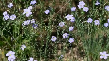 İlkbaharda çayırda keten çiçeklerin videosu