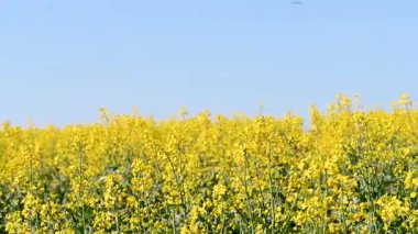 Güneşli bir günde tarlada tecavüzün videosu
