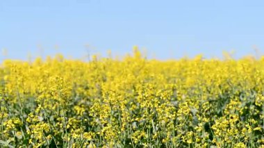 Güneşli bir günde tarlada tecavüzün videosu