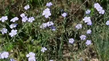 İlkbaharda çayırda keten çiçeklerin videosu