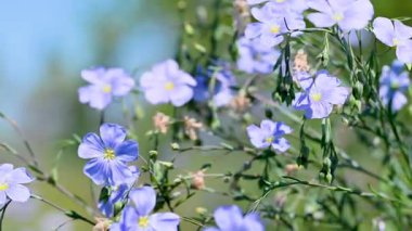 İlkbaharda çayırda keten çiçeklerin videosu