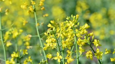 Güneşli bir günde tarlada tecavüzün videosu