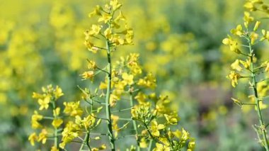 Güneşli bir günde tarlada tecavüzün videosu