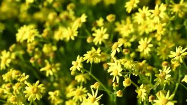 Baharda çayırdaki sarı papatyaların videosu.