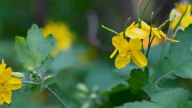 Baharın güneşli bir gününde Celandine çiçeklerinin videosu