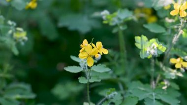 Baharın güneşli bir gününde Celandine çiçeklerinin videosu